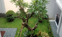 Inspirasi Desain Taman Modern untuk Hunian yang Terasa Nyaman